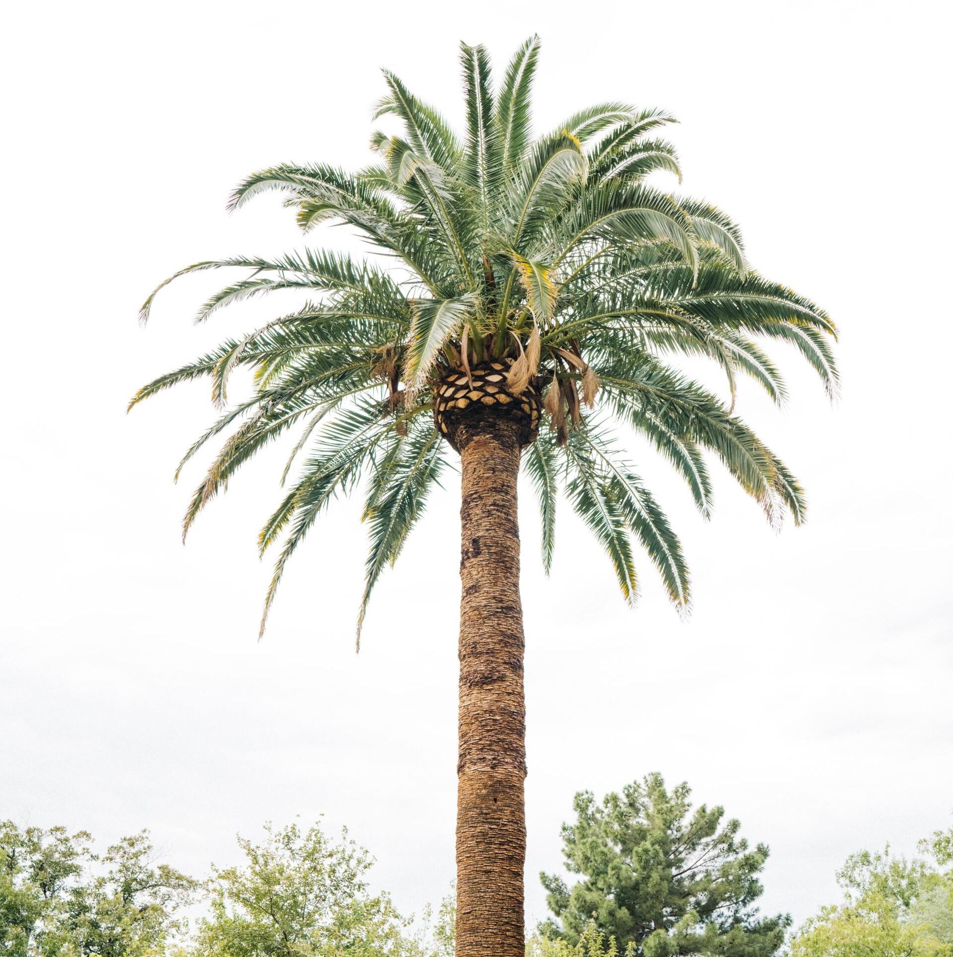 A tall palm tree with slender trunk and green fronds against a sky.