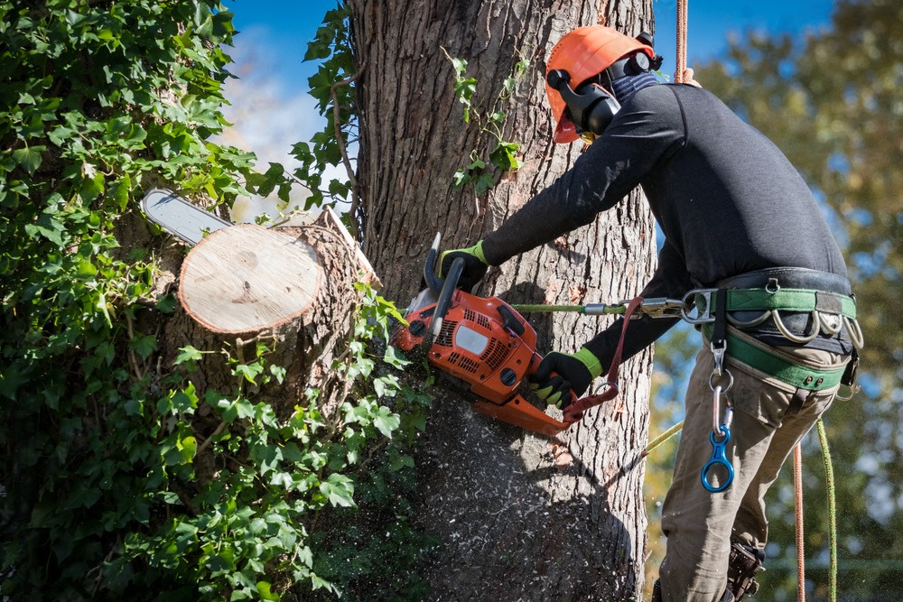 a man is cutting a tree with a  chainsaw