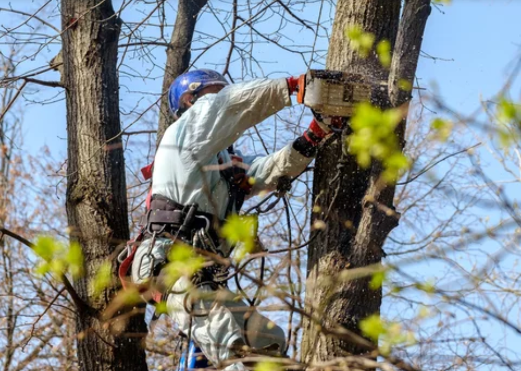 A worker in a helmet suspended from ropes at the top of a tree uses a chainsaw to cut down a branch.