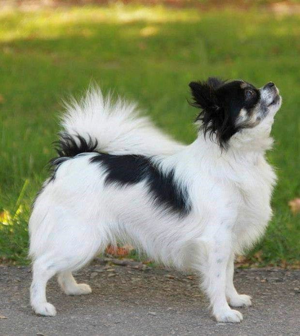 cachorro chihuahua en venta