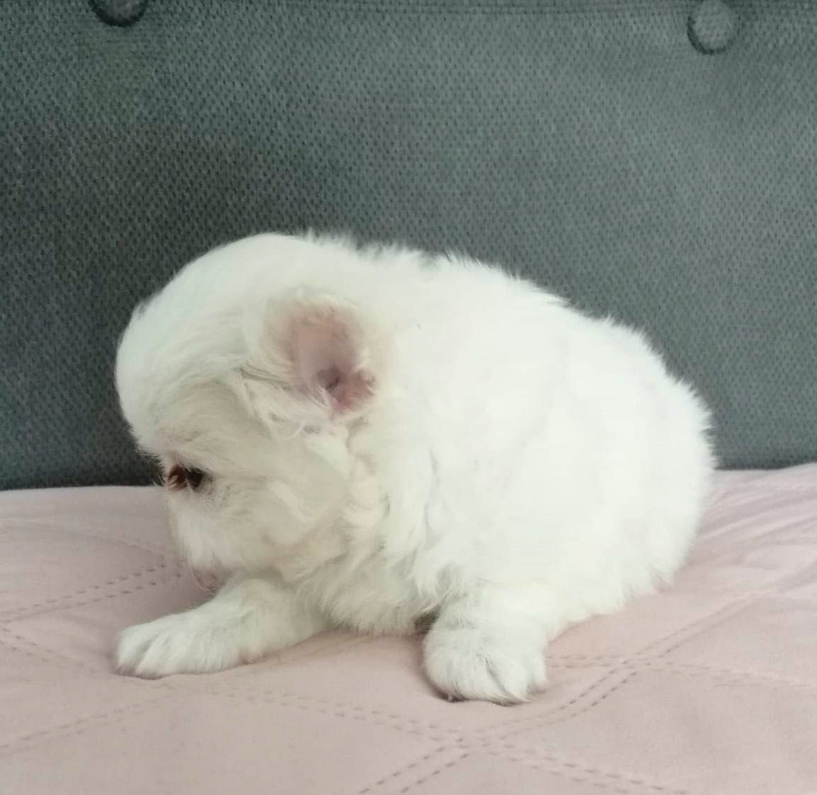 cachorro chihuahua en venta