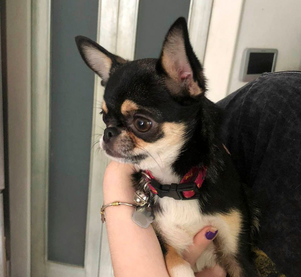 cachorro chihuahua en venta