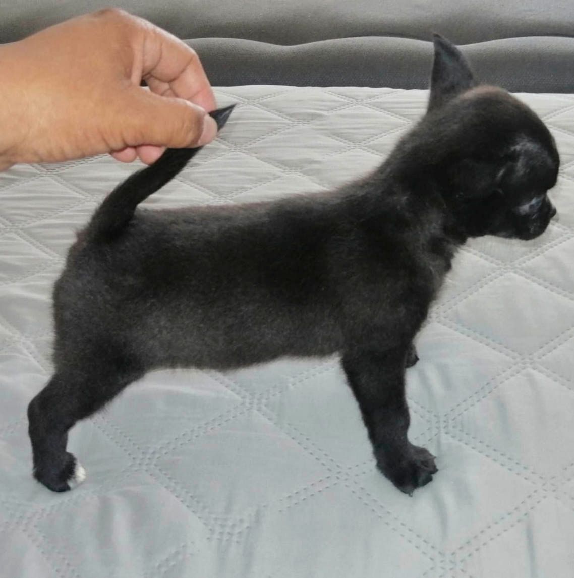 cachorro chihuahua en venta