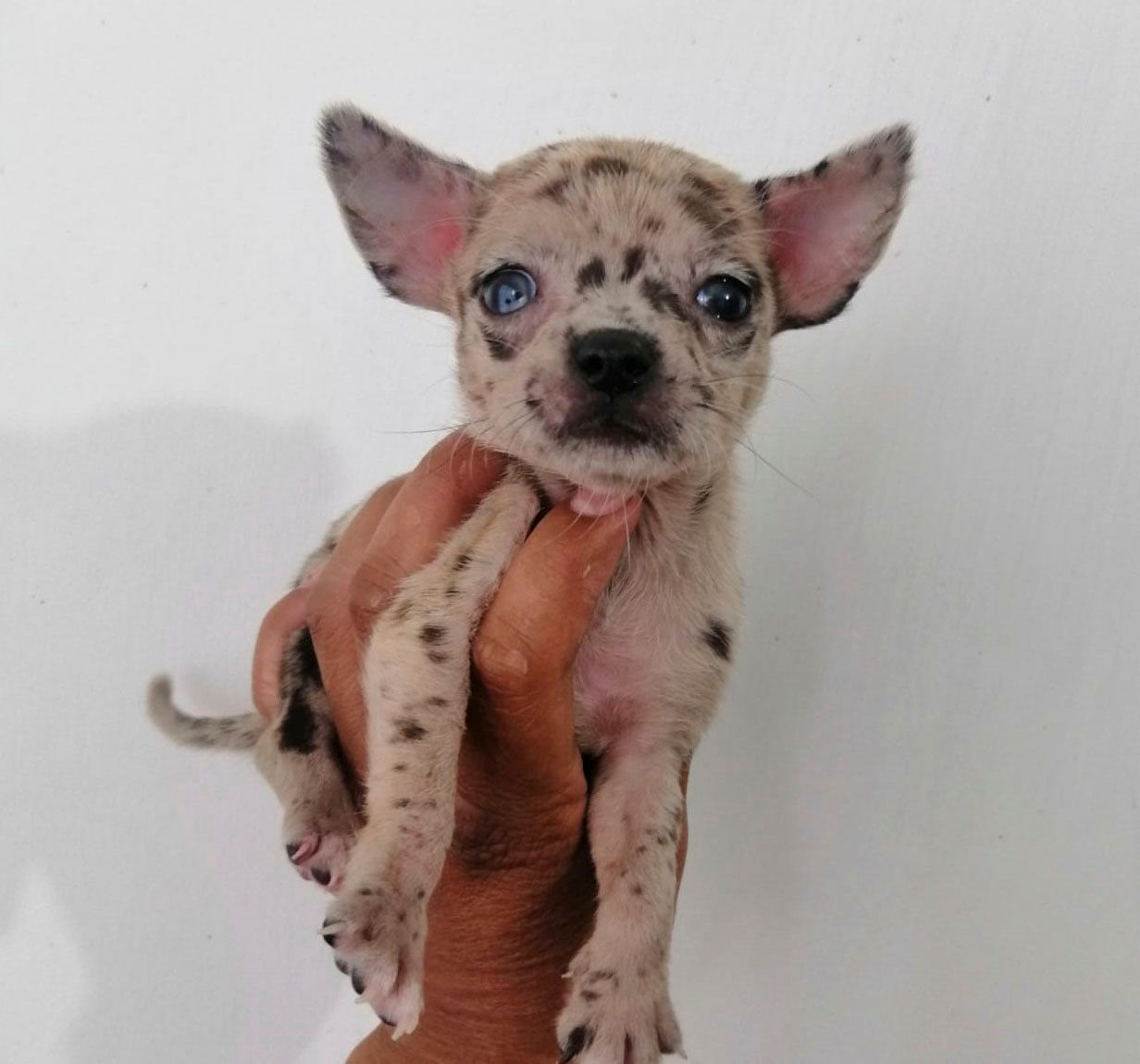 cachorro chihuahua en venta