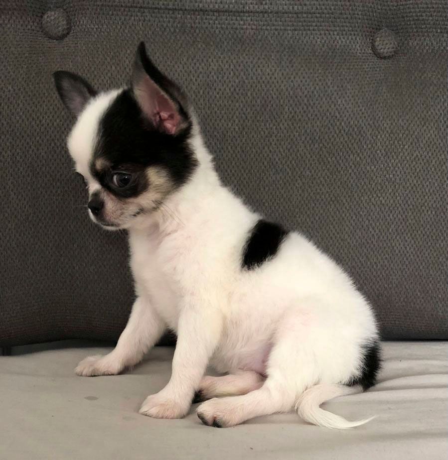cachorro chihuahua en venta