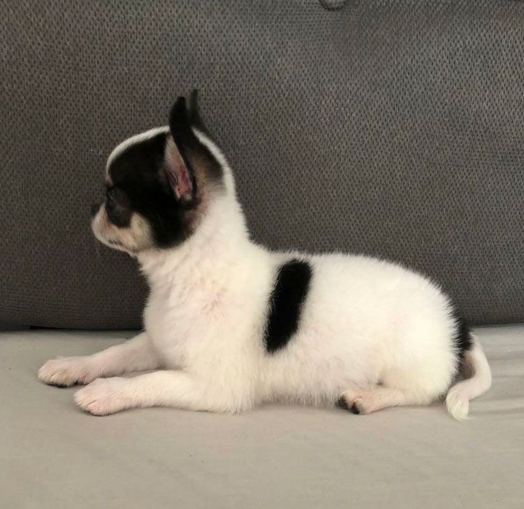 cachorro chihuahua en venta