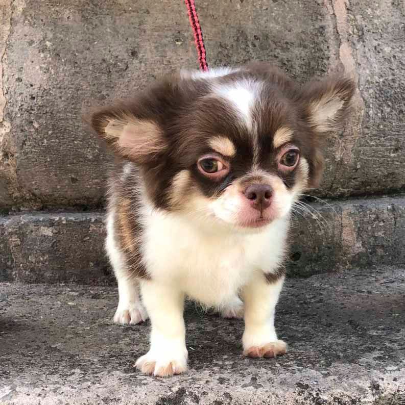 cachorro chihuahua en venta