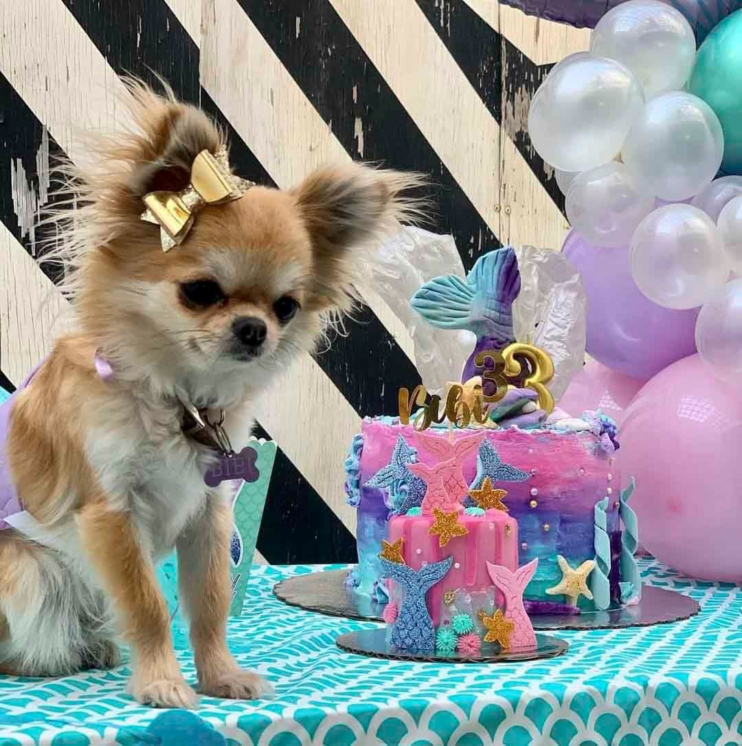 cachorro chihuahua en venta