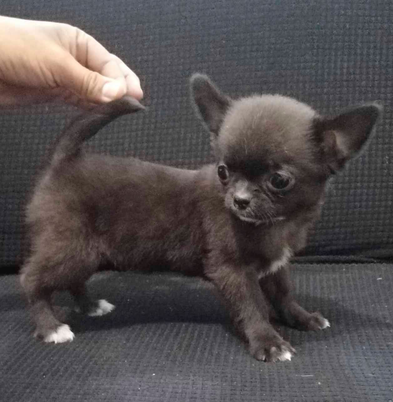 cachorro chihuahua en venta