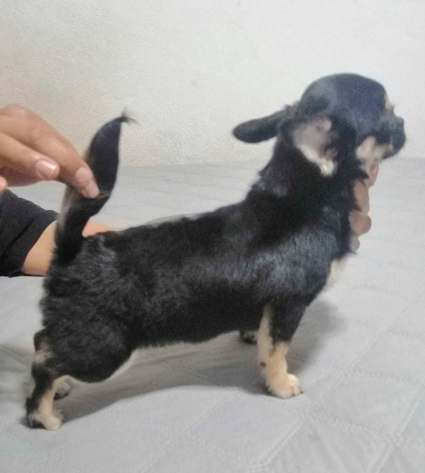 cachorro chihuahua en venta