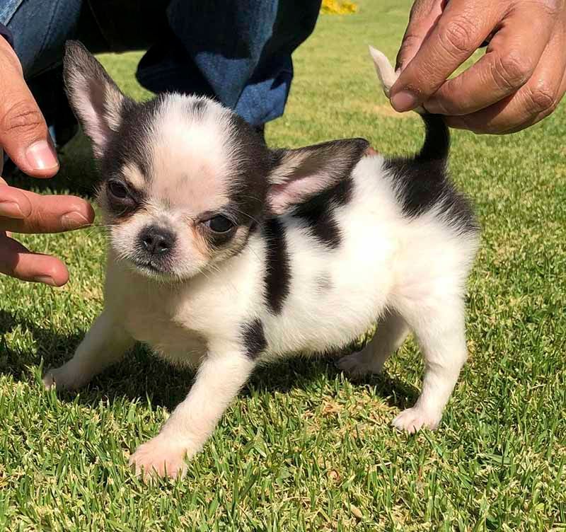 cachorro chihuahua en venta