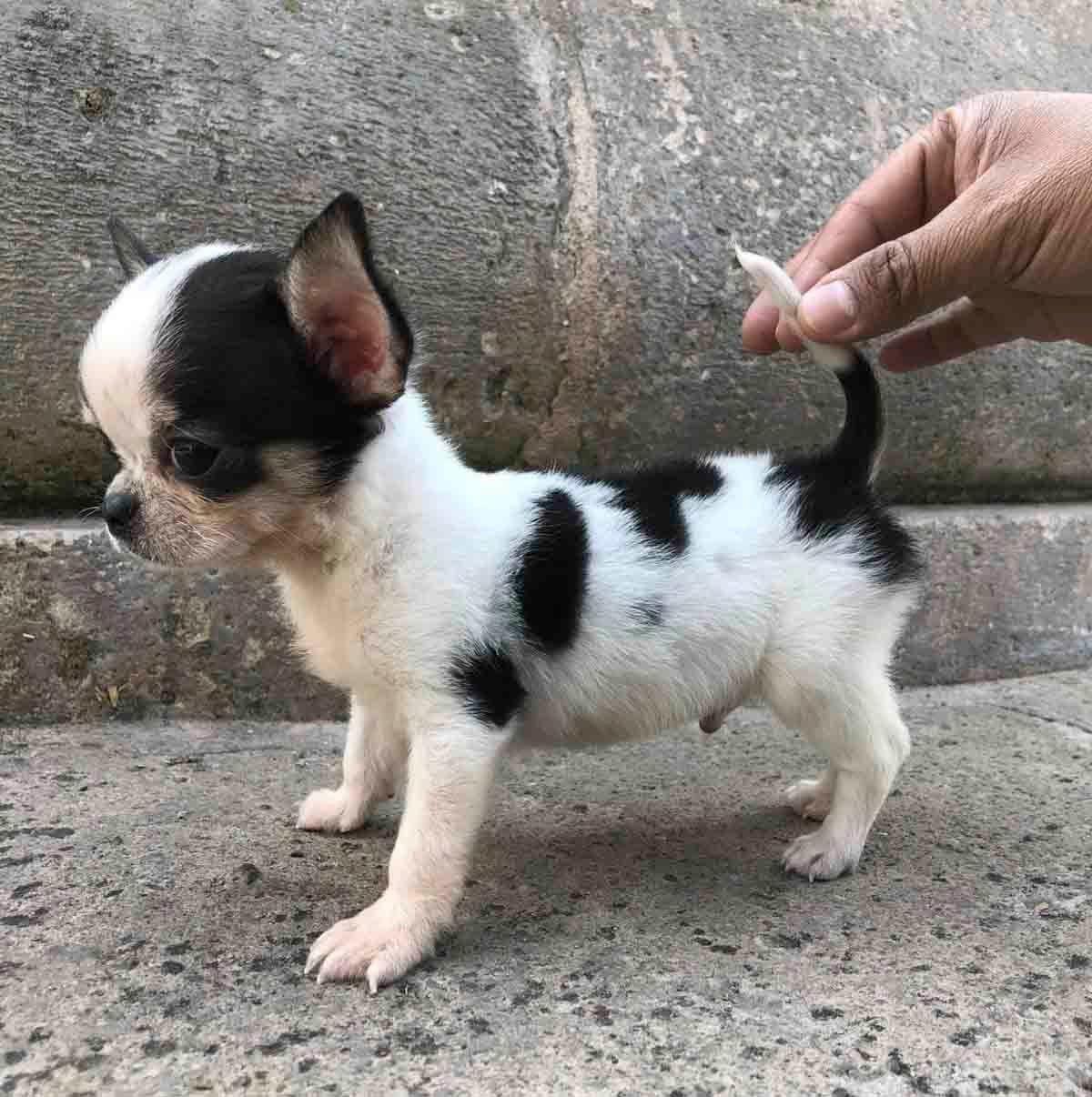 cachorro chihuahua en venta