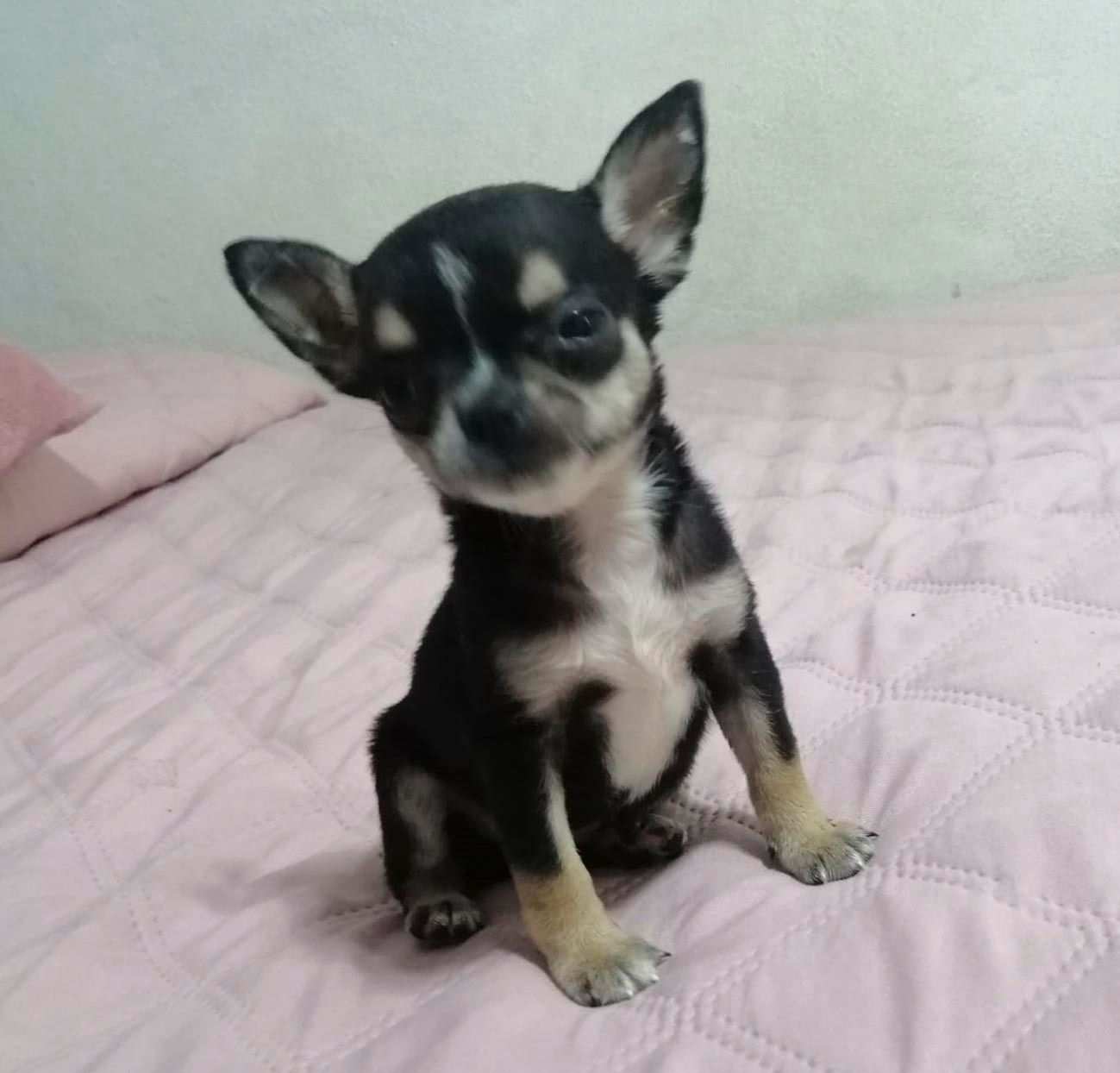 cachorro chihuahua en venta
