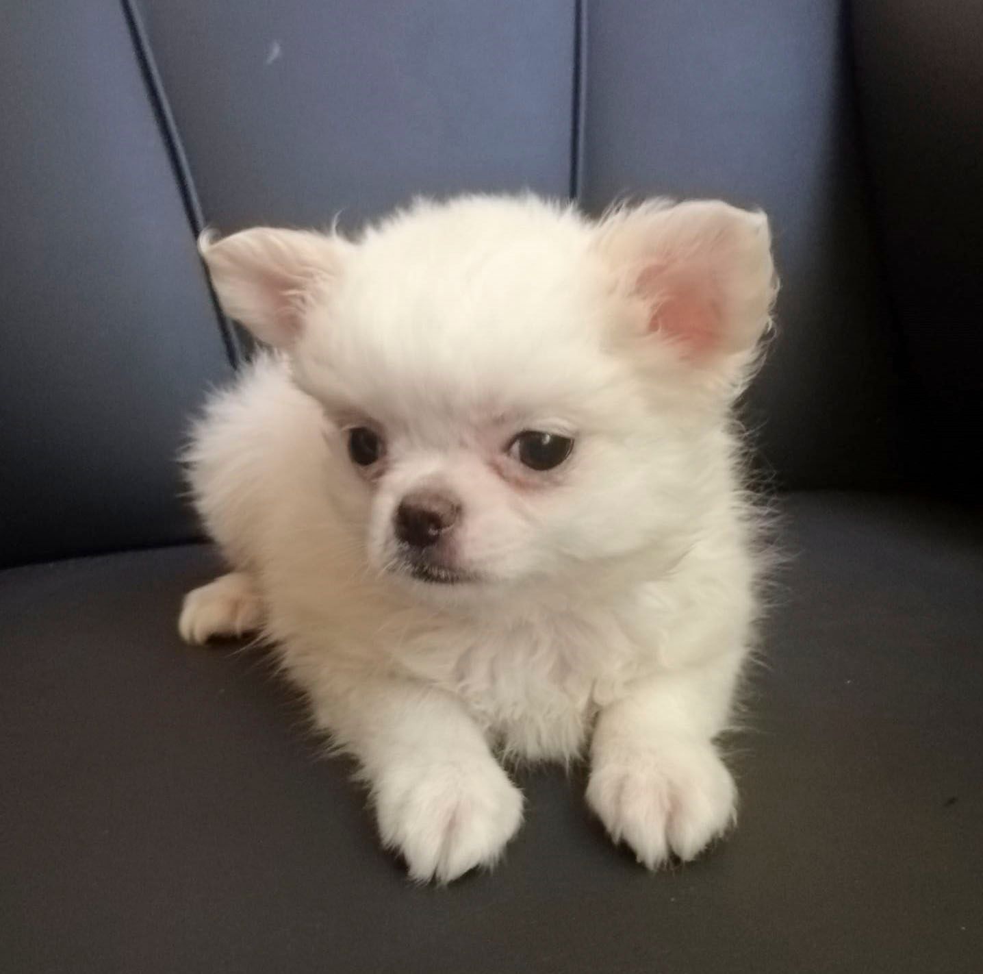 cachorro chihuahua en venta