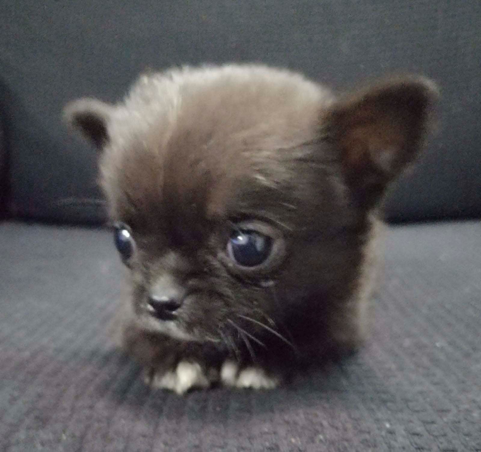 cachorro chihuahua en venta