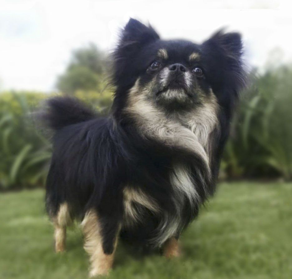 chihuahuas en Toluca