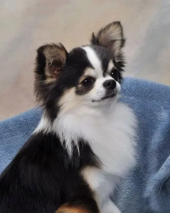 Criadero de Chihuahuas en Austin