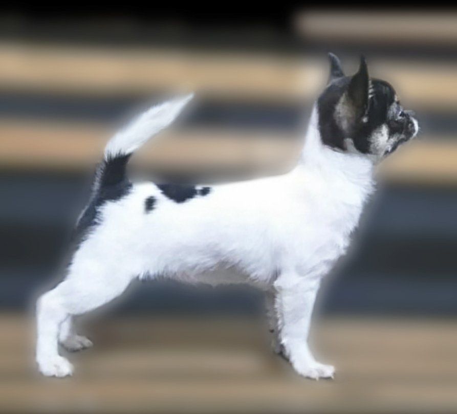 venta de perros chihuahua