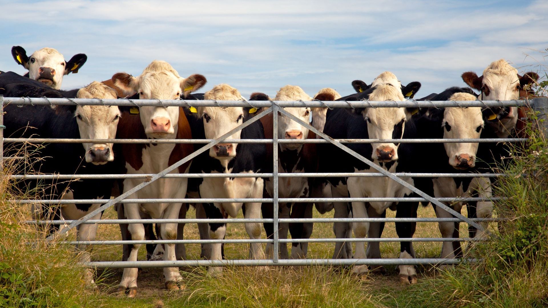 A herd of cows standing behind a metal gate.