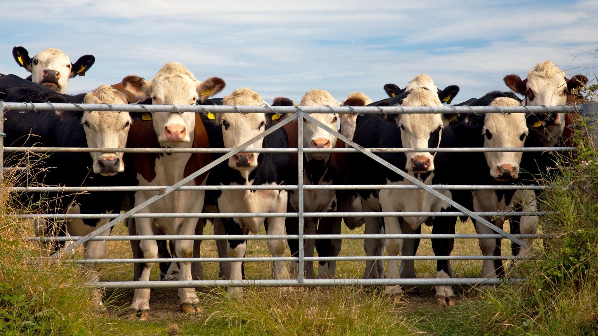 A herd of cows standing behind a metal gate.