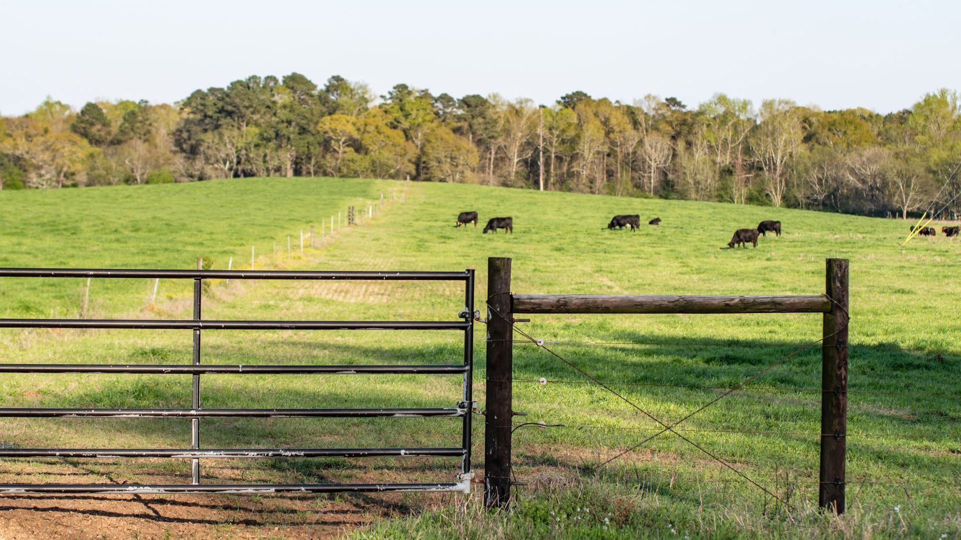 Cows are grazing in a grassy field behind a fence.