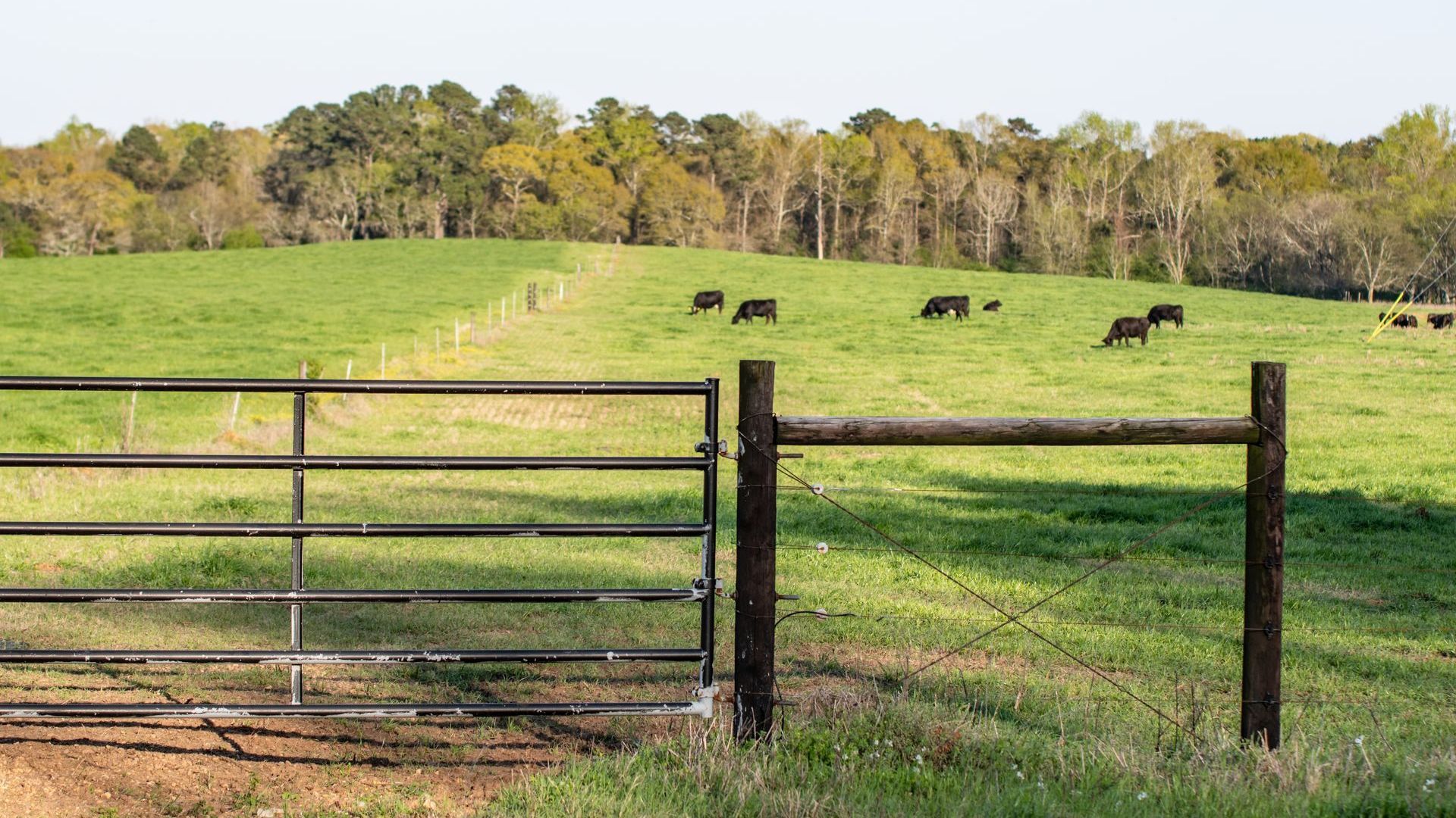 A fence surrounds a grassy field with cows grazing in the background.