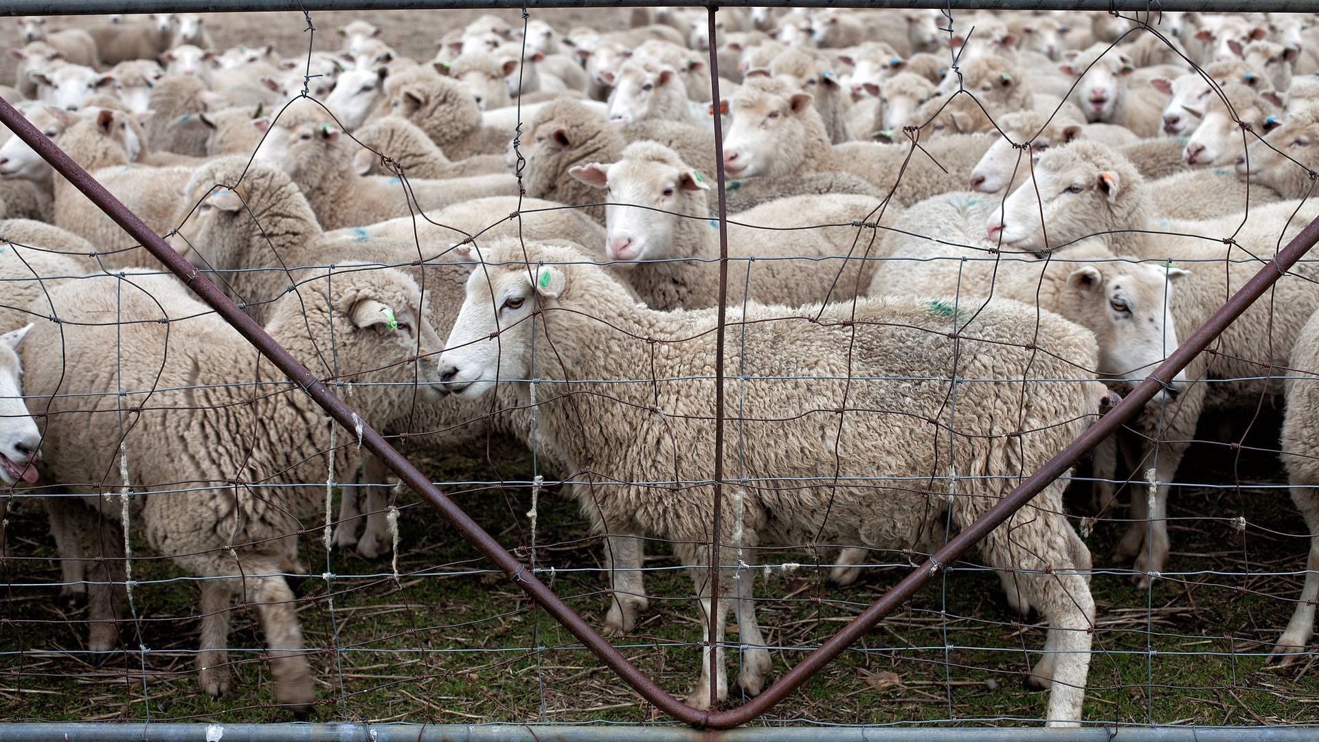 A herd of sheep standing behind a barbed wire fence.