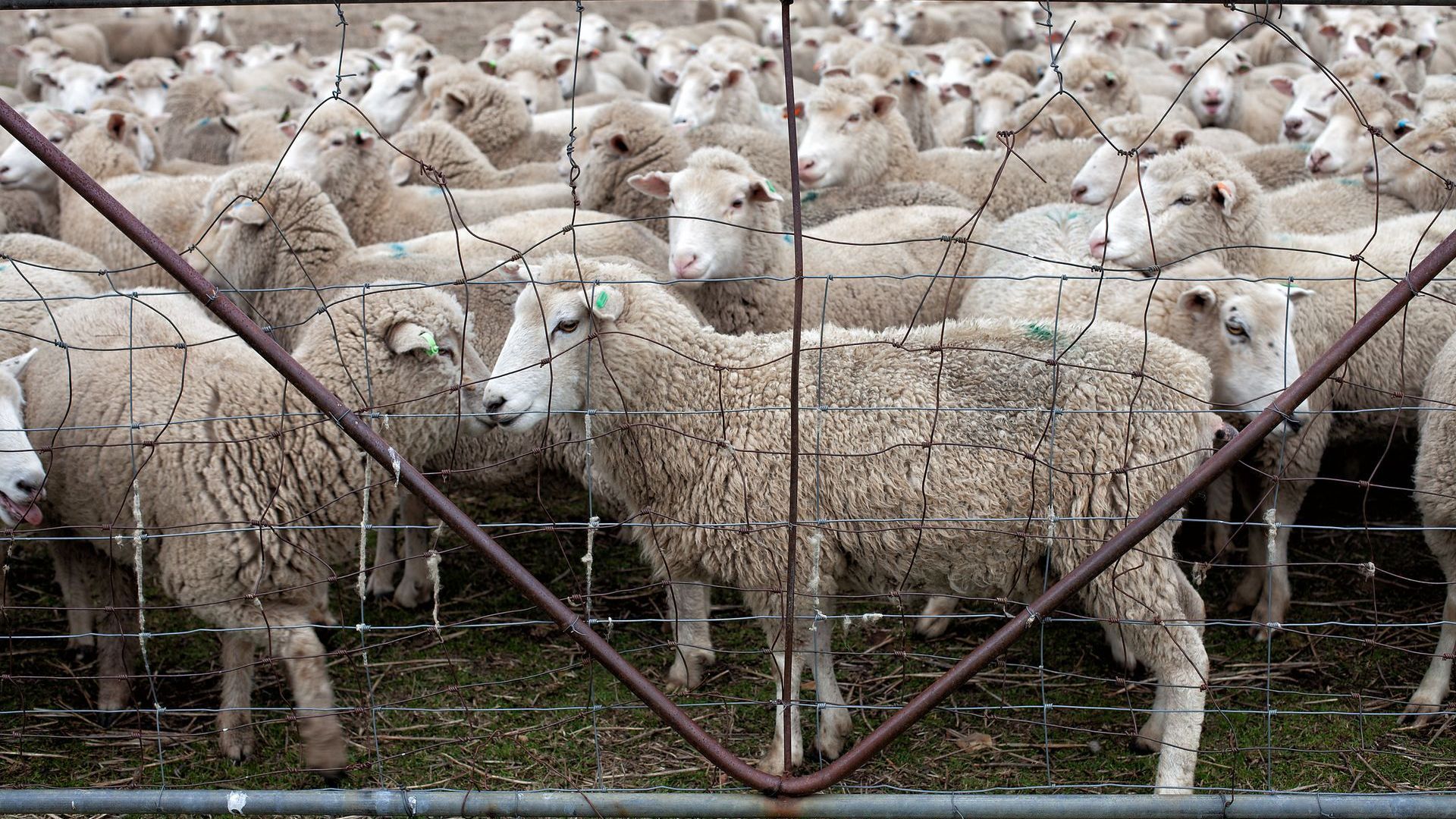 A herd of sheep standing behind a barbed wire fence.