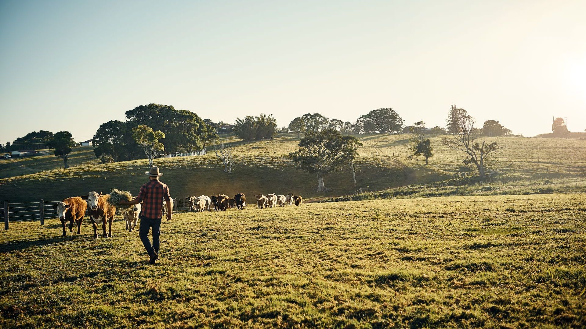 A man is walking through a field with cows.