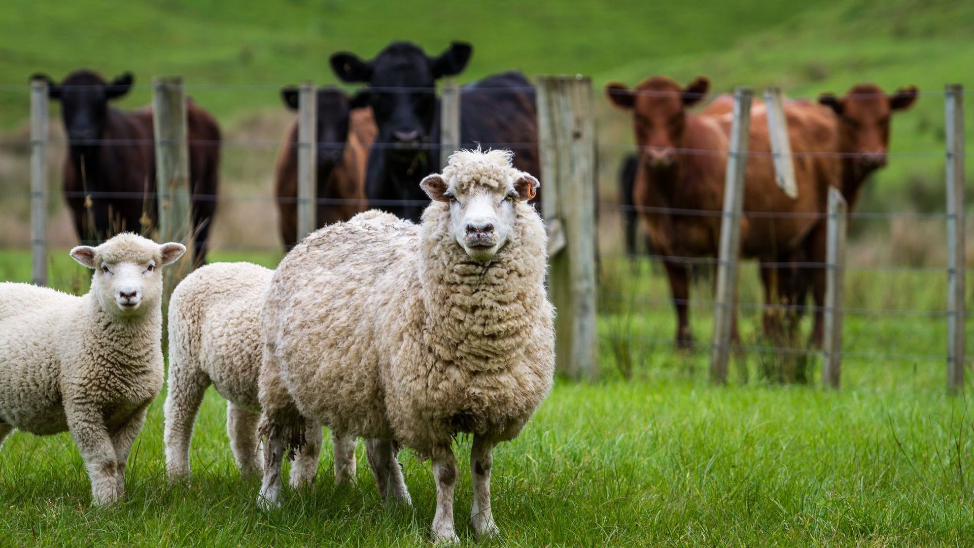 A herd of sheep and cows standing in a grassy field behind a fence.