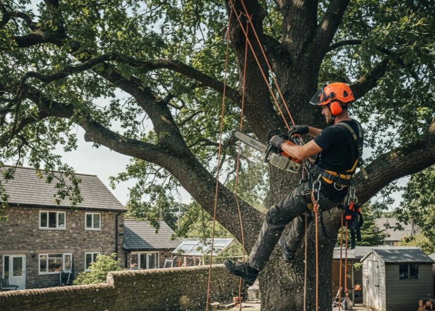 J & Z Property Maintenance cutting a tree in Newport