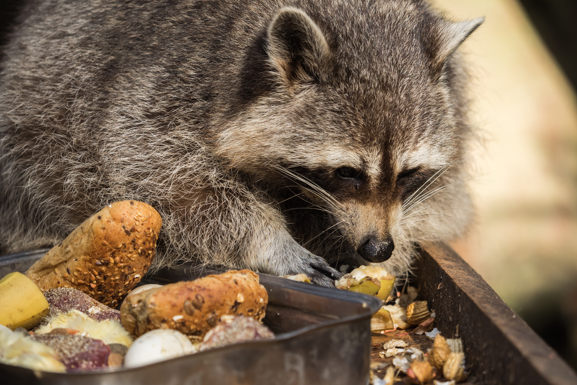 raccoon-eating-trash