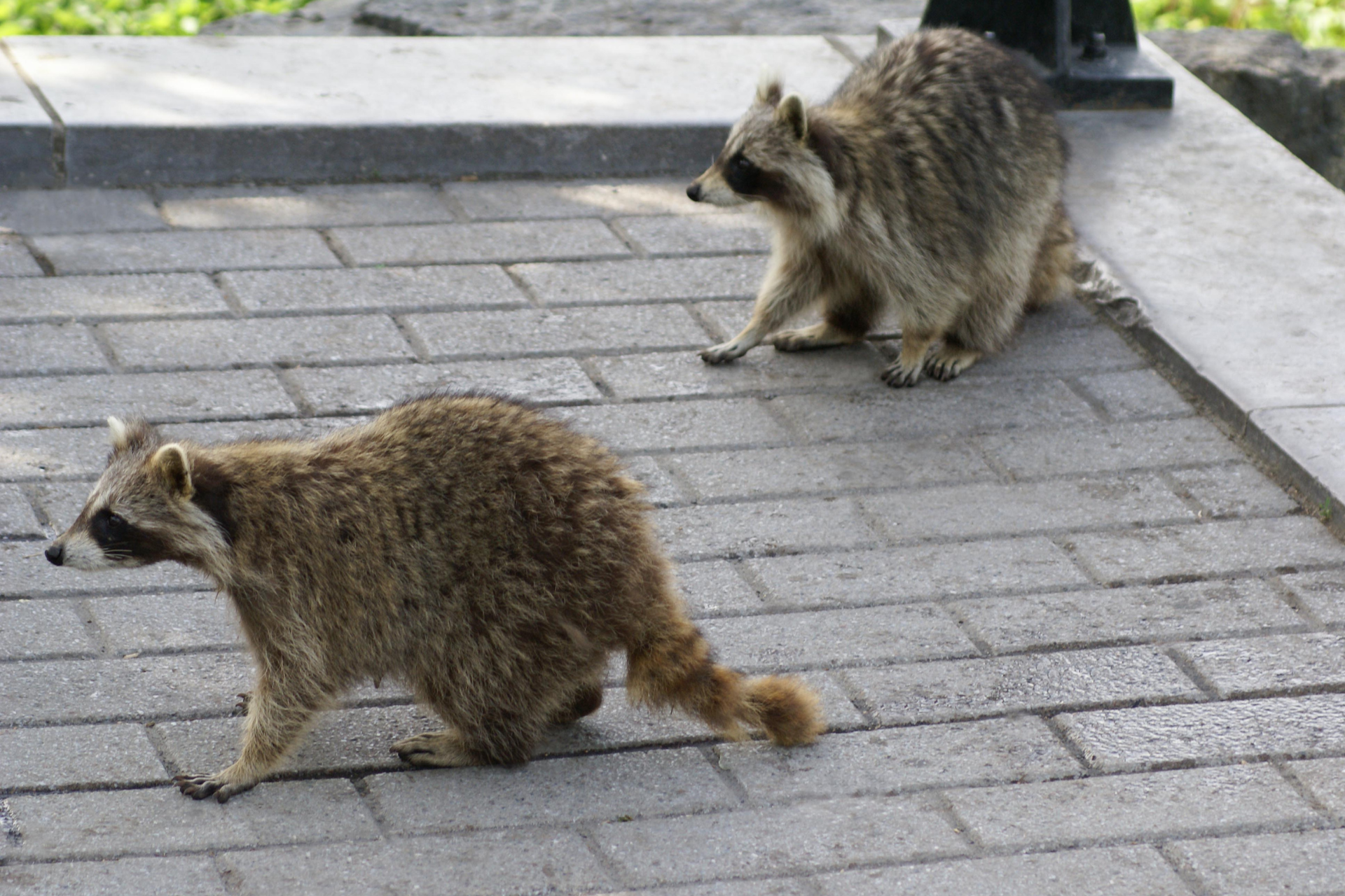 Two raccoons are walking on a brick sidewalk