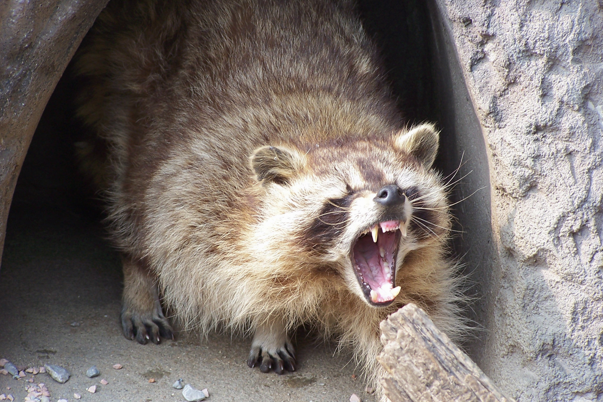 A raccoon is standing in a cave with its mouth open.