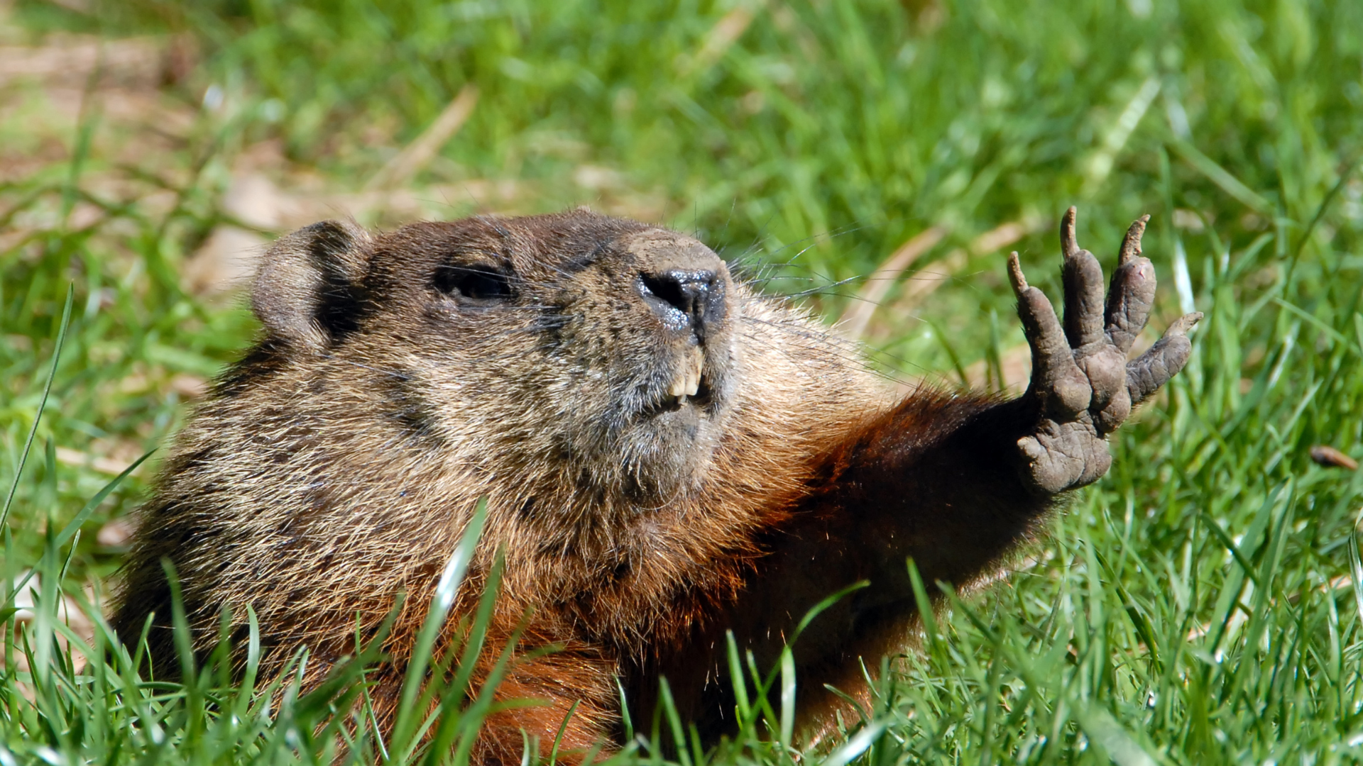 A groundhog sitting in green grass reaches out one of its paws toward the camera.