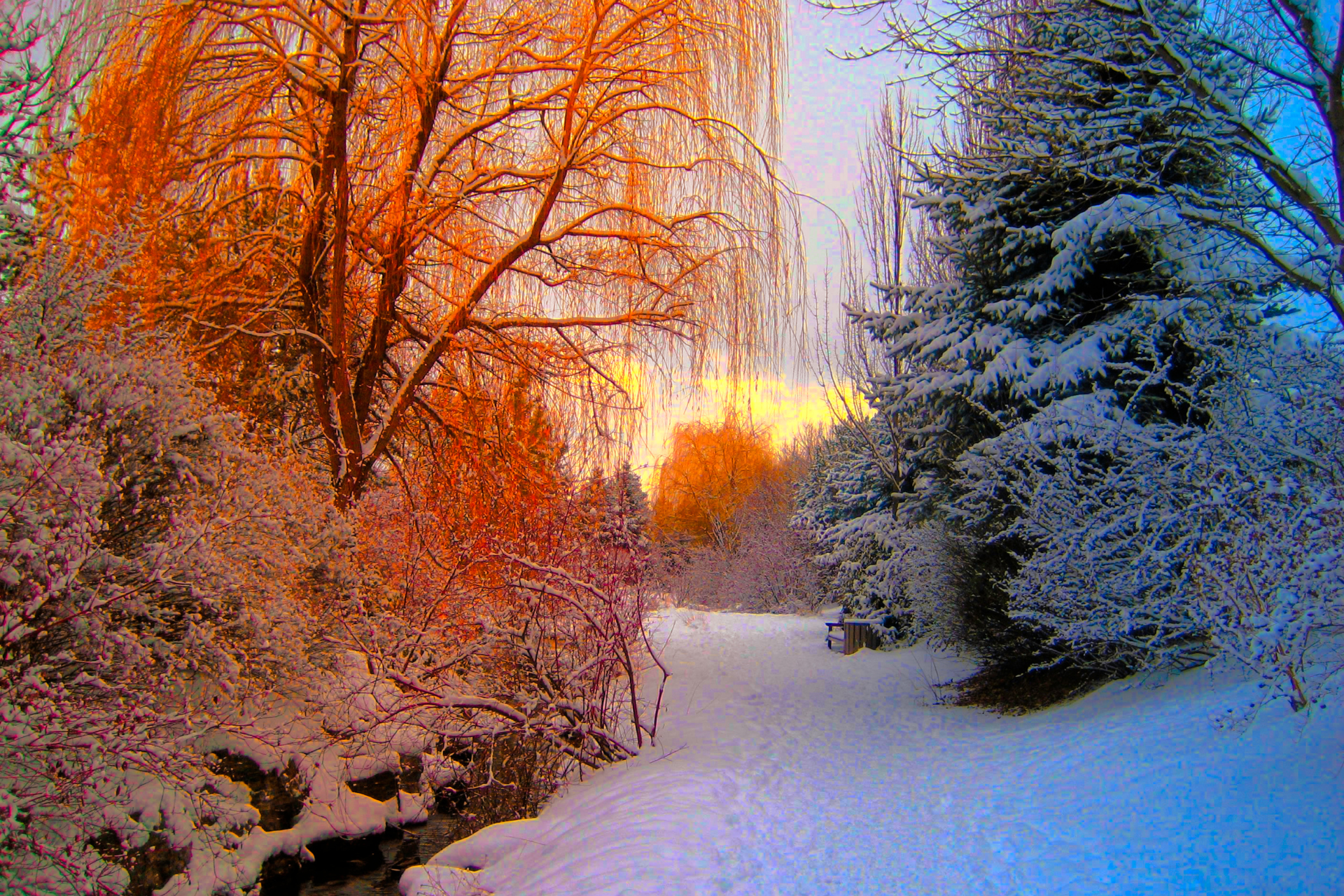 A snowy forest with trees covered in snow and a stream running through it