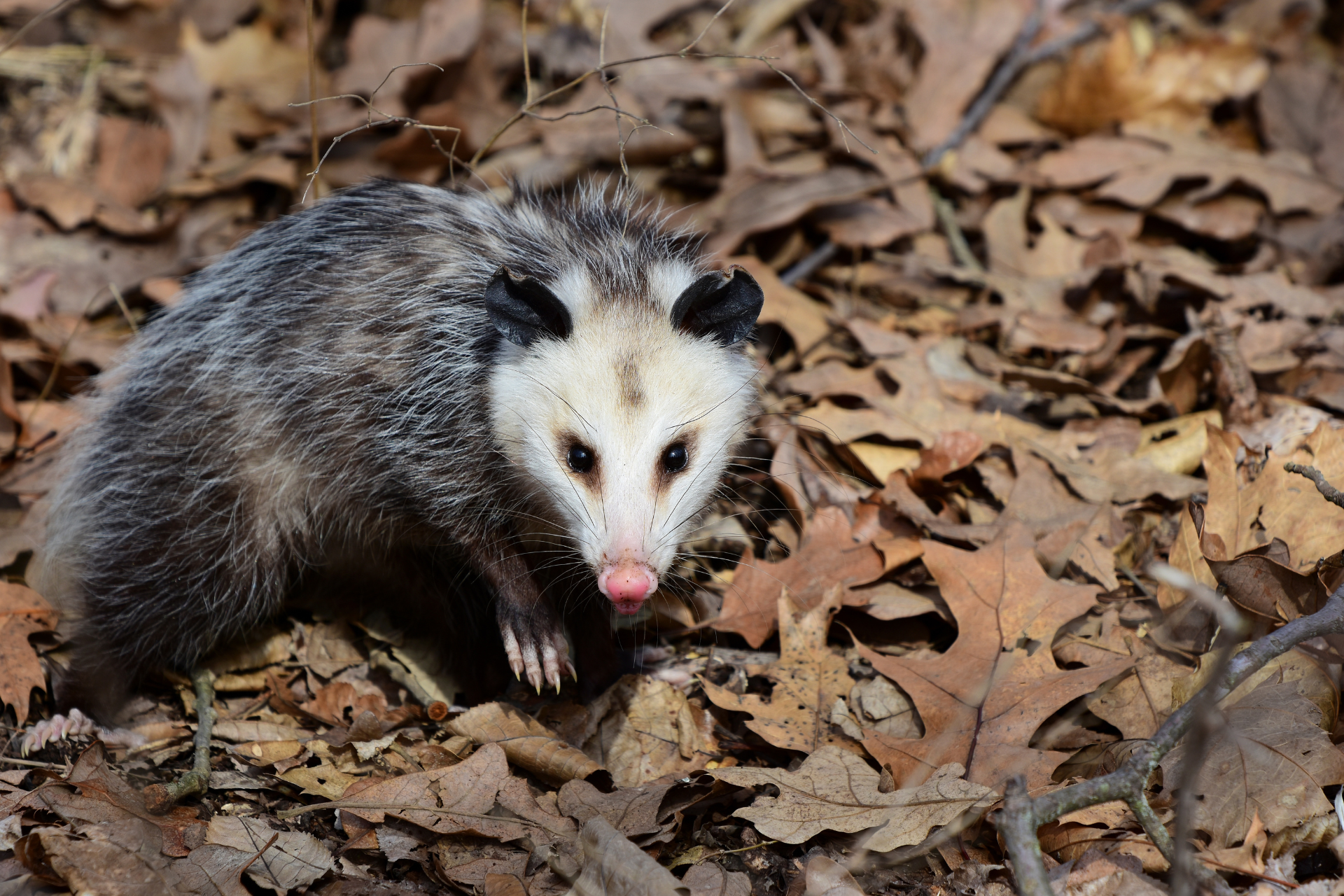 An opossum is sitting on a pile of leaves in the woods.