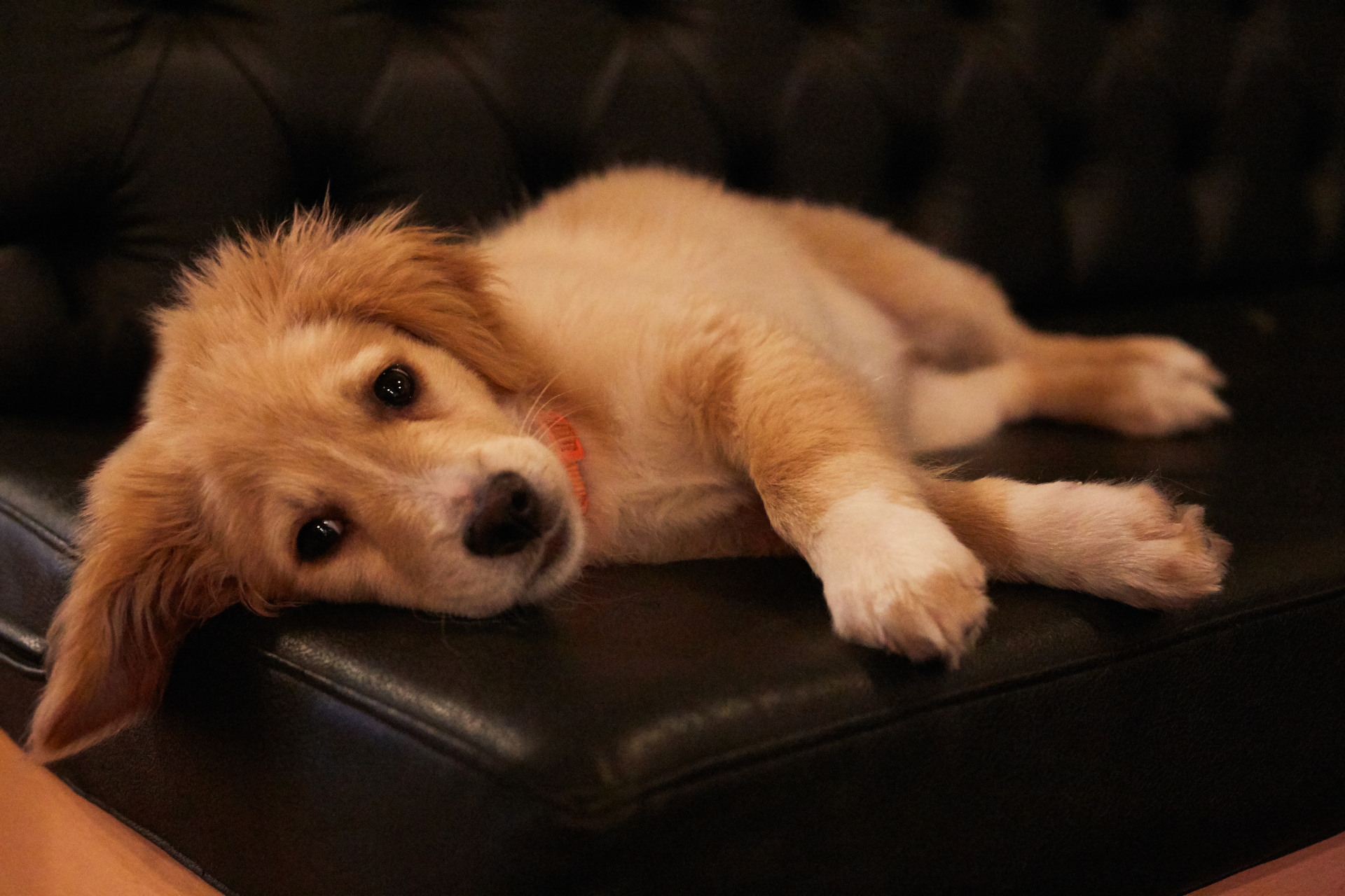 A brown and white puppy is laying on a black leather couch.