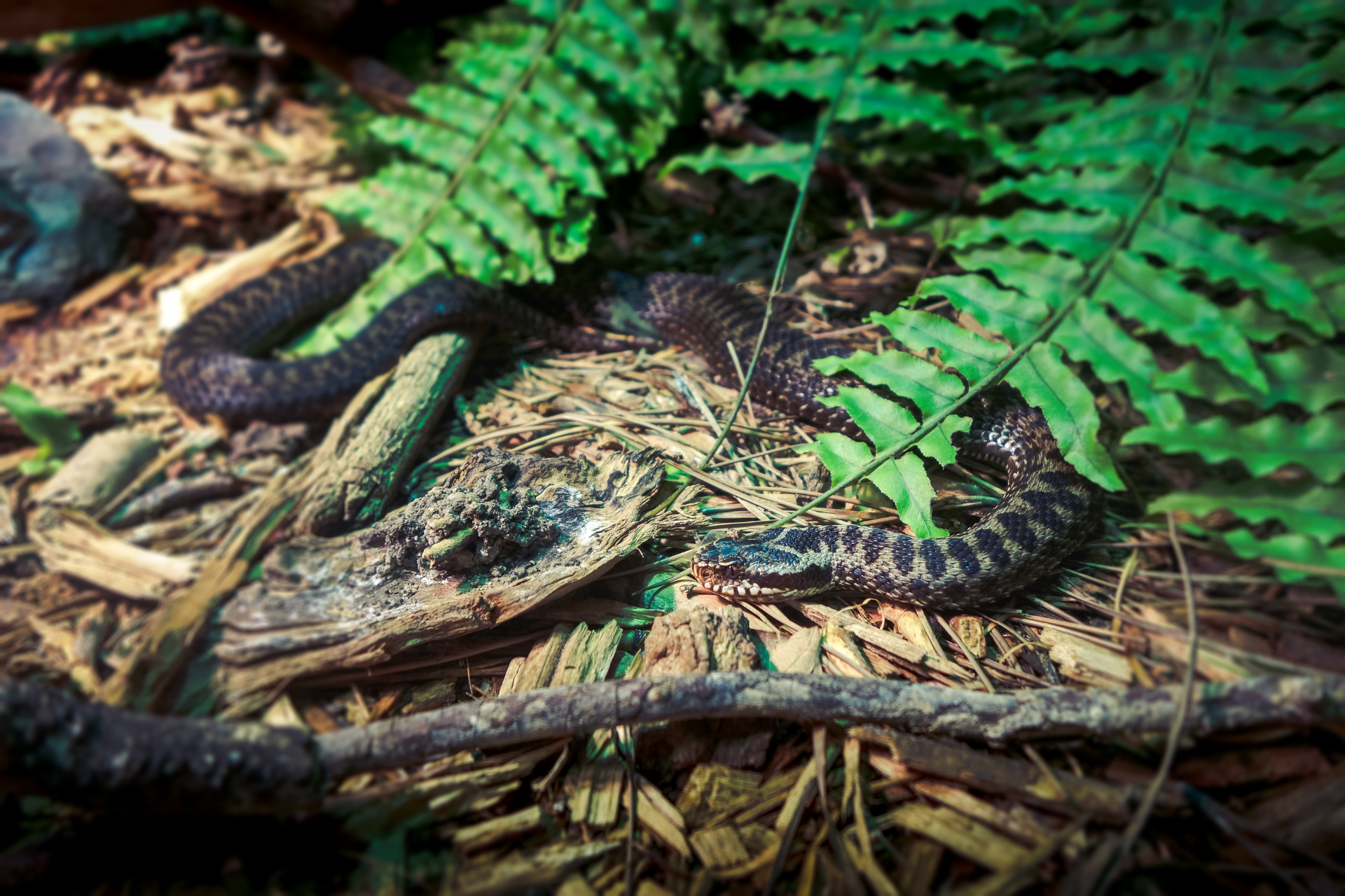 A snake is laying on the ground in the woods surrounded by ferns.