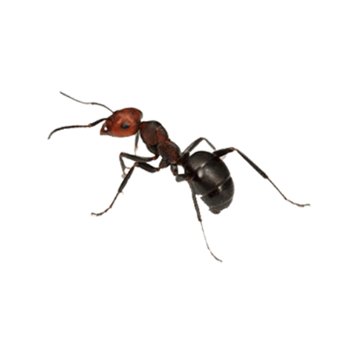 Ant-Control