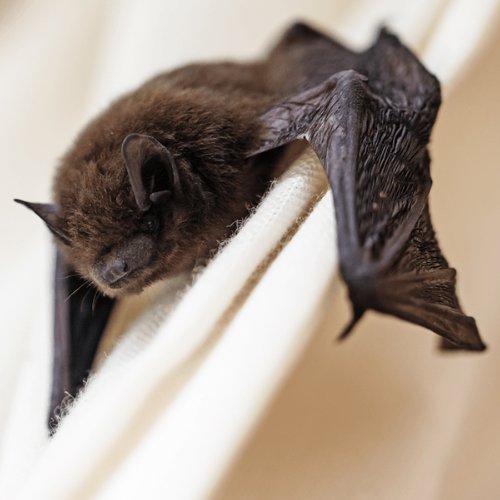 Bat-Removal-St.-Louis