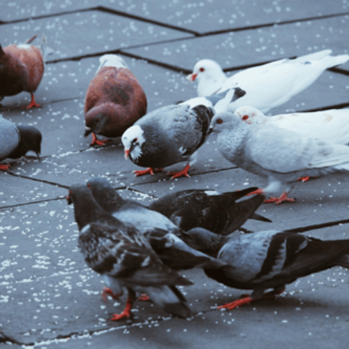 Bird-Removal-St.-Louis