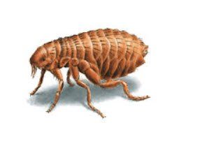 Bed-Bug-Control