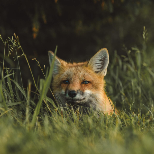 Get-Rid-Of-Foxes-St.-Louis