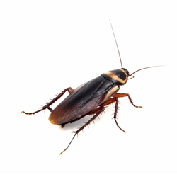 Roach-Control