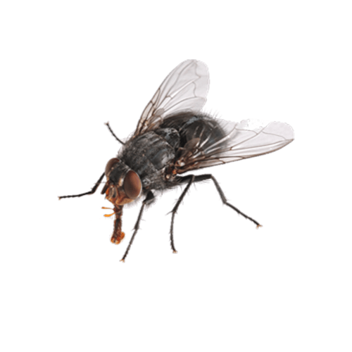 Fly-Control