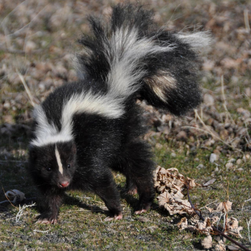 Get-Rid-Of-Skunks