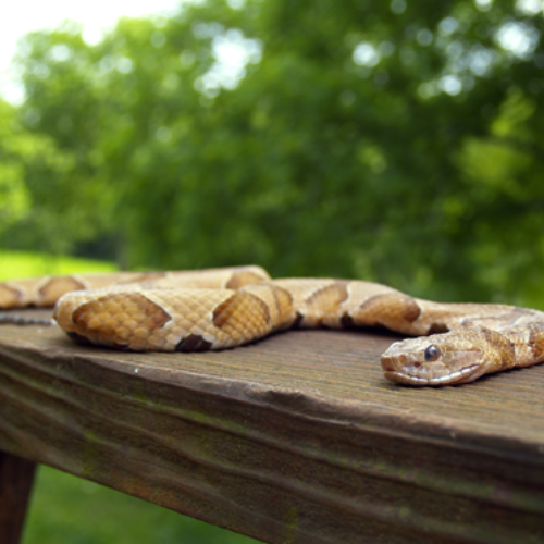 Get-Rid-Of-Snakes