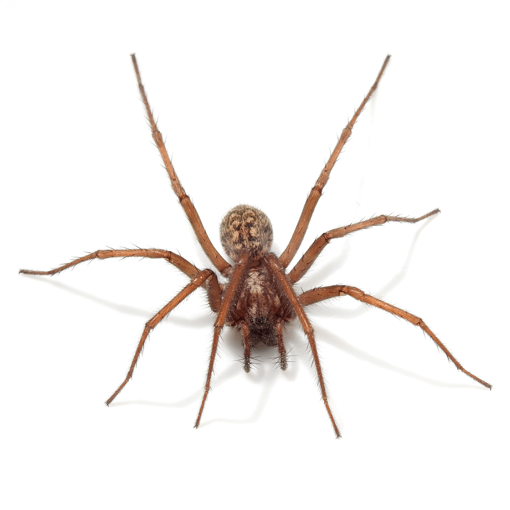 Spider-Control