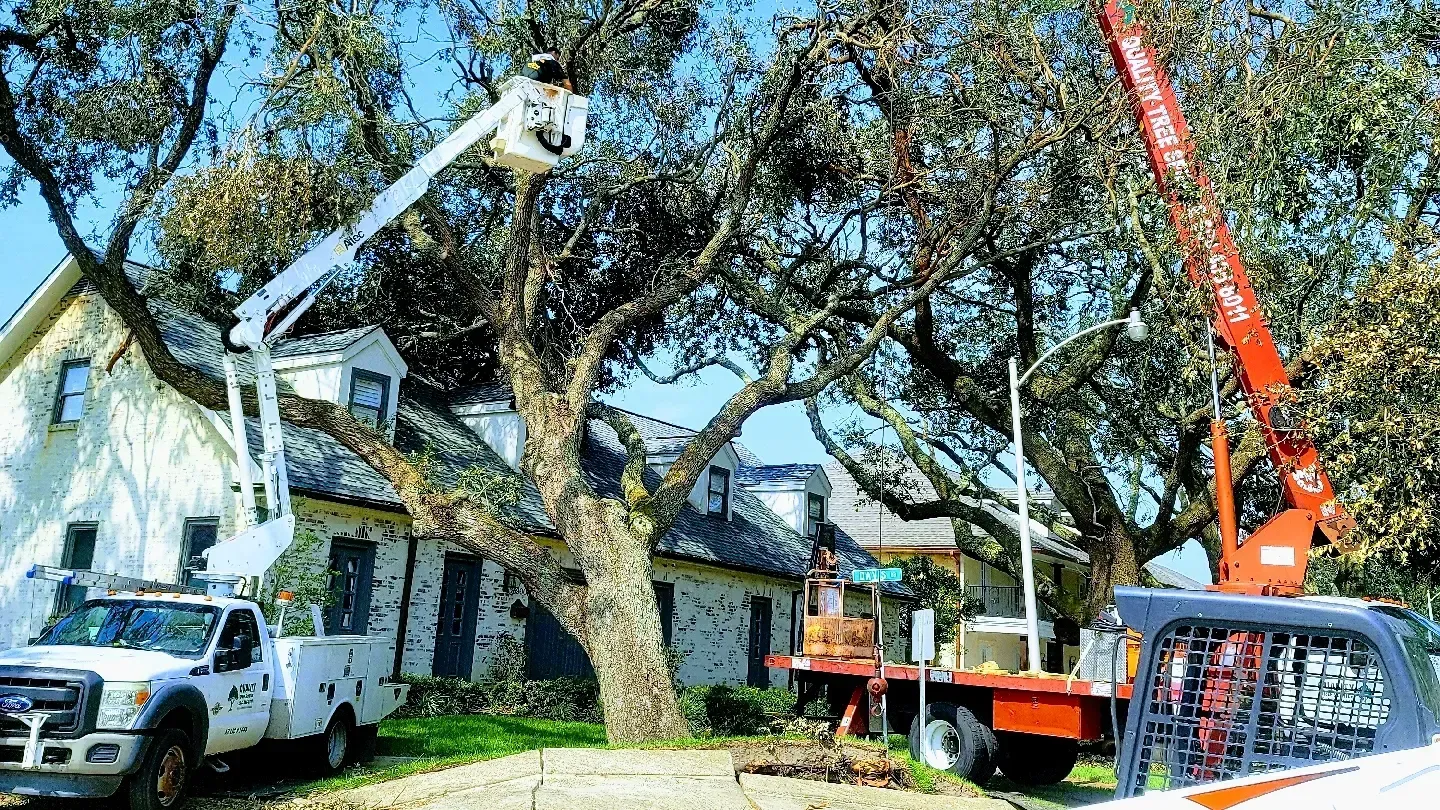 Man Removing Tree on a Residential Roof- Quality Tree Service LLC - Kenner, LA